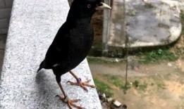 吃瓜少女八哥视频大全免费观看,全网热门！吃瓜少女八哥视频大全免费畅享